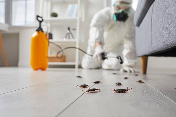 Affordable Termite Control solutions in Clovis, NM